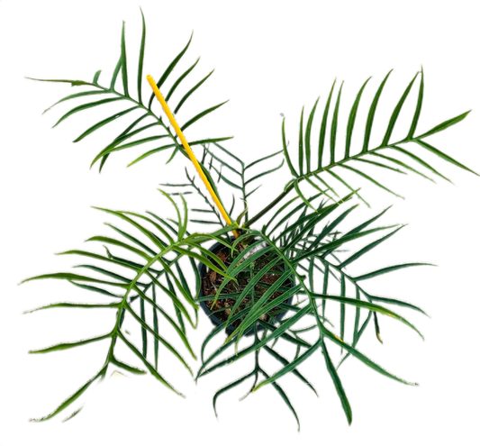 Philodendron Tortum Set of 10 plants
