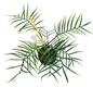 Philodendron Tortum Set of 10 plants