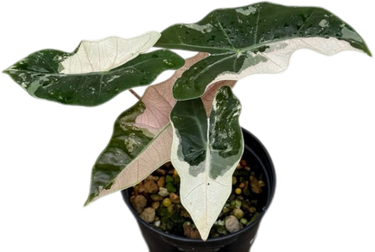 Alocasia Pseudo Sanderiana Albo-Pink Variegated