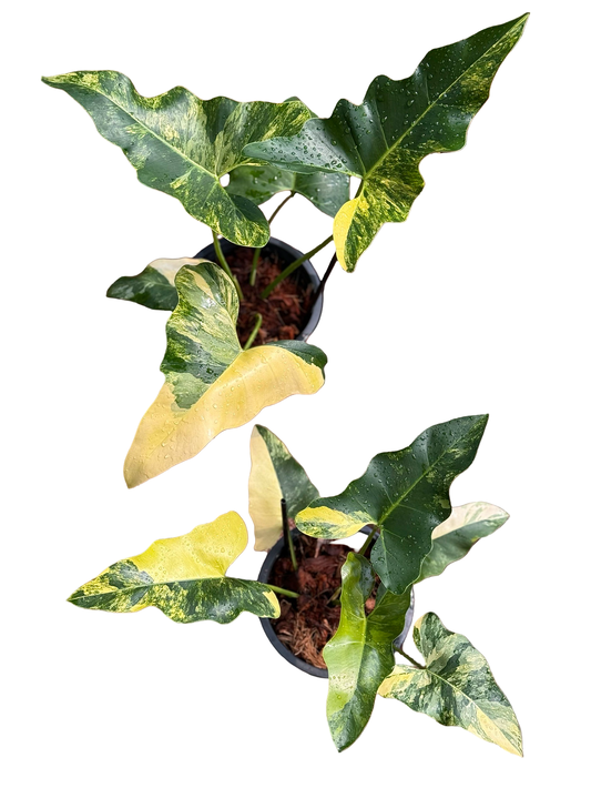 Philodendron Williamsii Hybrid Variegated