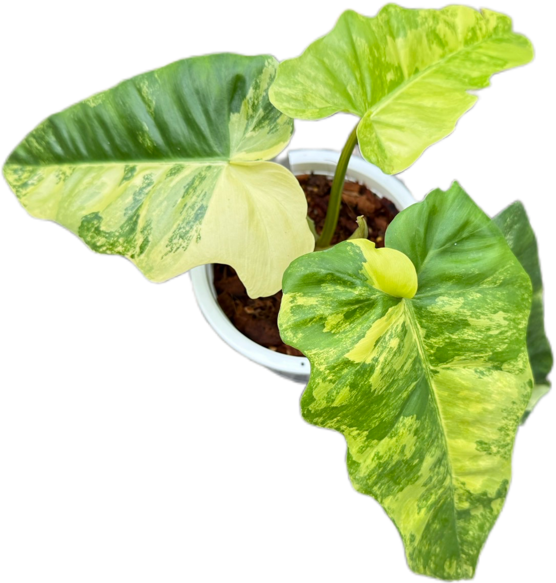 Philodendron Florida Beauty x Radiatum Variegated – Rare Hybrid Aroid