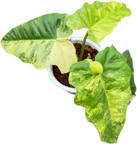 Philodendron Florida Beauty x Radiatum Variegated – Rare Hybrid Aroid