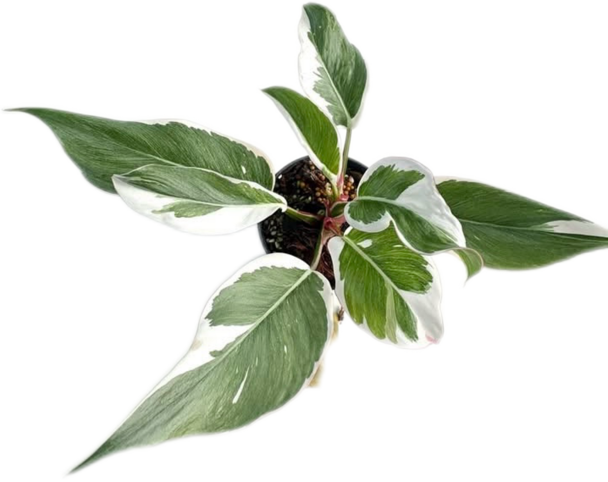 Philodendron White Princess Variegated (Mutation) – Rare Collectors Plant