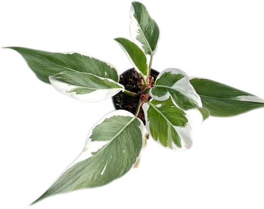 Philodendron White Princess Variegated (Mutation) – Rare Collectors Plant