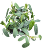 Philodendron Patriciae – Set of 10 Rare Tropical Plants