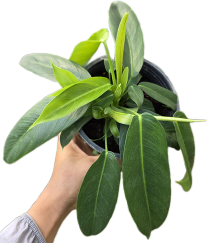 Philodendron Patriciae – Set of 10 Rare Tropical Plants