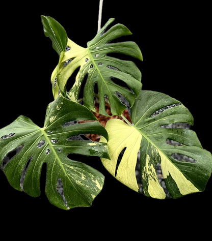 Monstera Deliciosa “NOID” Variegation – (Actual Plant)