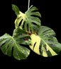 Monstera Deliciosa “NOID” Variegation – (Actual Plant)