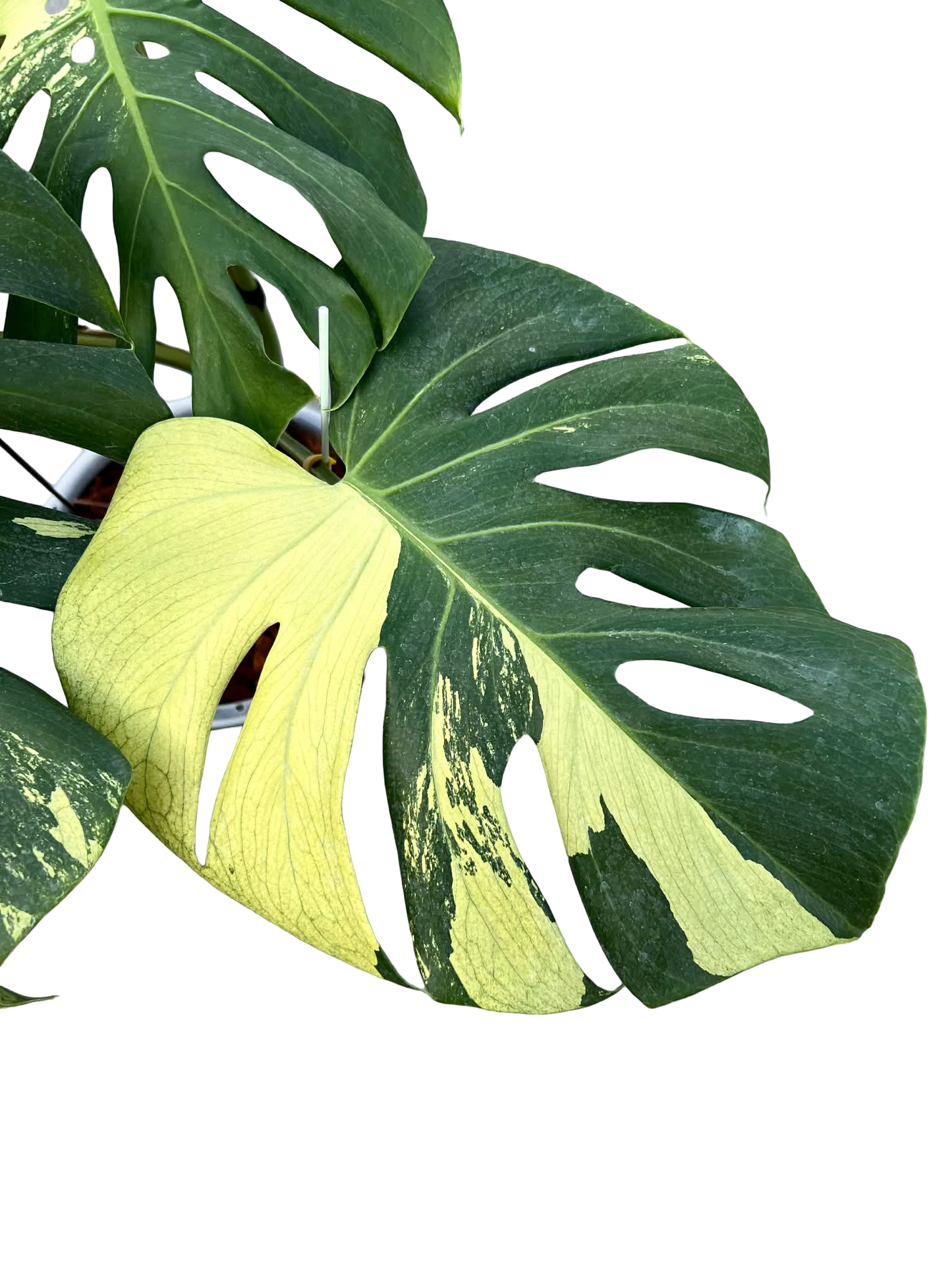 Monstera Deliciosa “NOID” Variegation – (Actual Plant)