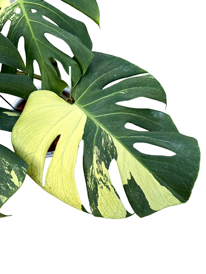 Monstera Deliciosa “NOID” Variegation – (Actual Plant)