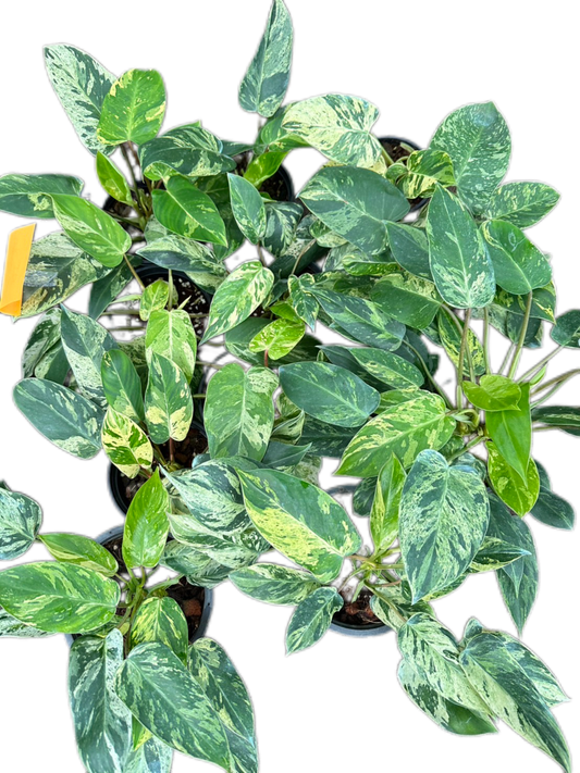 Philodendron Emerald Queen Variegated Set of 10 Plants