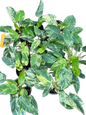 Philodendron Emerald Queen Variegated Set of 10 Plants