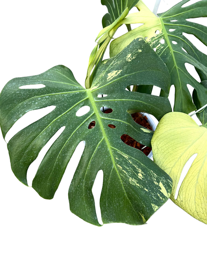 Monstera Deliciosa “NOID” Variegation – (Actual Plant)
