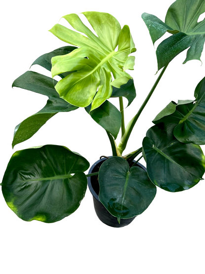 Monstera Deliciosa “NOID” Variegation – (Actual Plant)