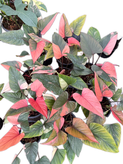 Homalomena Rubescens ‘Pink Diamond’ Variegated – Set of 10