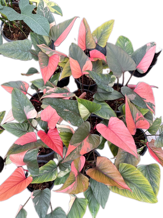 Homalomena Rubescens ‘Pink Diamond’ Variegated – Set of 10