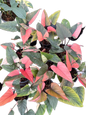 Homalomena Rubescens ‘Pink Diamond’ Variegated – Set of 10
