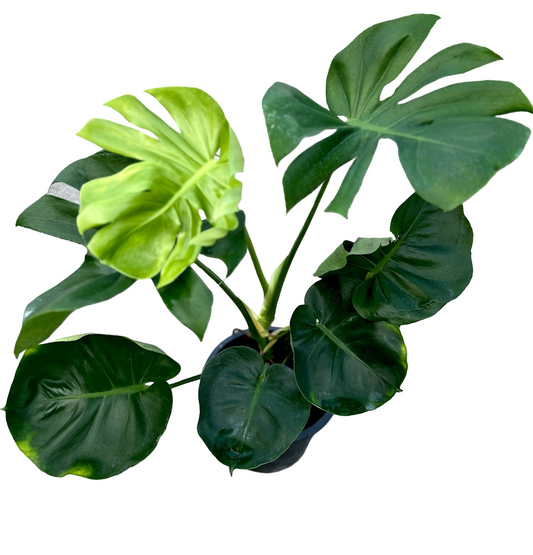 Monstera Deliciosa “NOID” Variegation – (Actual Plant)