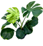 Monstera Deliciosa “NOID” Variegation – (Actual Plant)