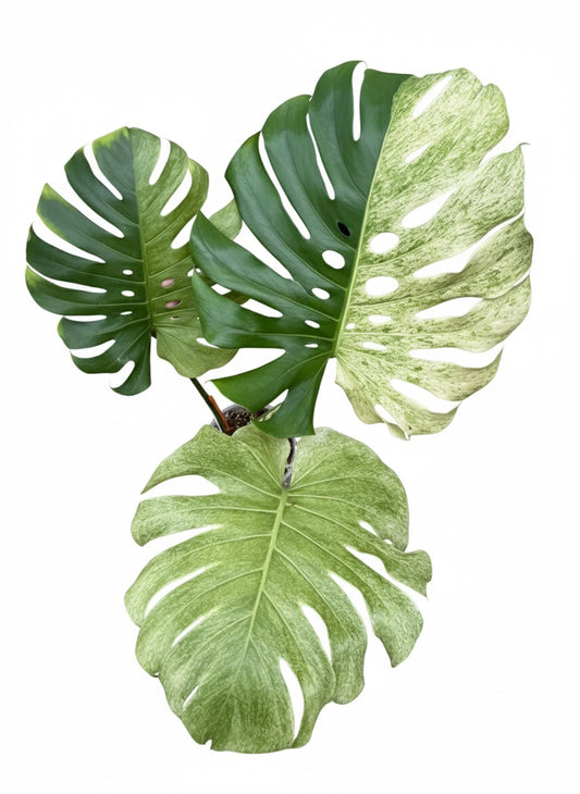 Monstera Deliciosa “White Tear” Variegation – (Actual Plant)
