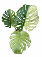 Monstera Deliciosa “White Tear” Variegation – (Actual Plant)