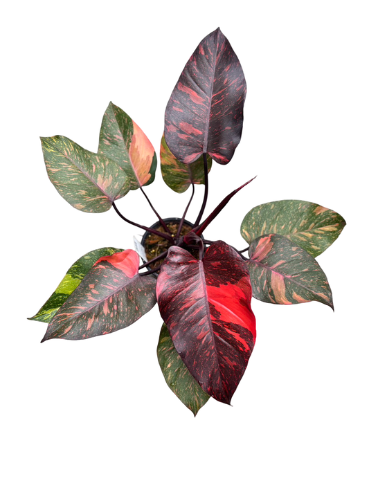 Philodendron Orange Princess Fire Galaxy Variegated