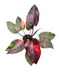 Philodendron Orange Princess Fire Galaxy Variegated