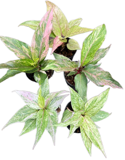 Anthurium Renaissance Variegated (small)