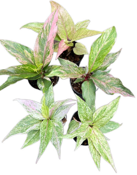 Anthurium Renaissance Variegated (small)