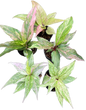Anthurium Renaissance Variegated (small)