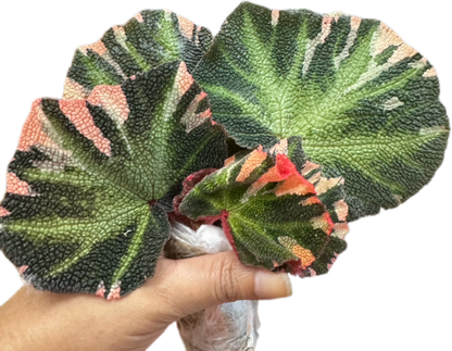 Begonia Soli Mutata Variegated Set of 5 Plants