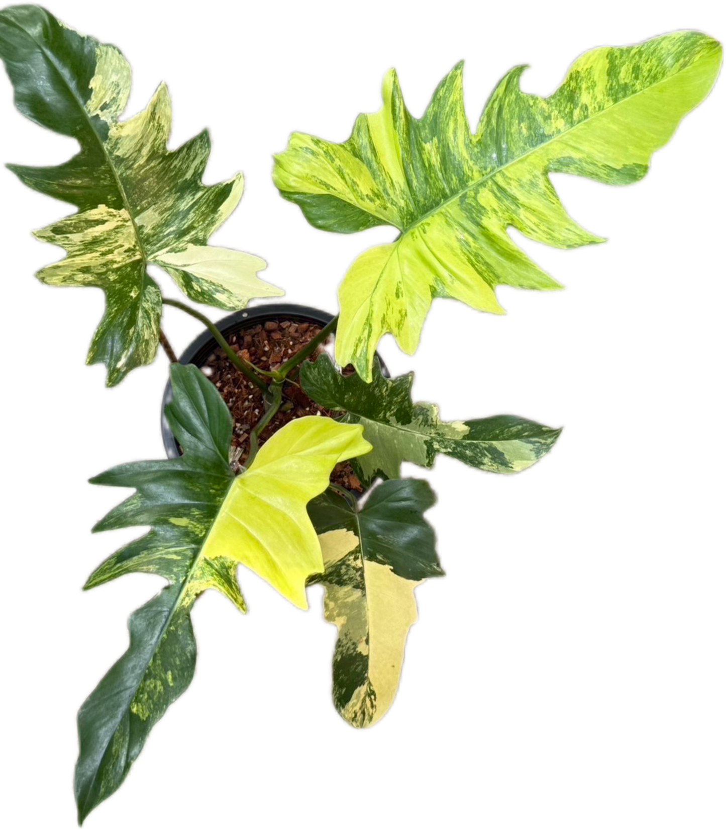 Philodendron Florida Beauty x Mayoi Variegated