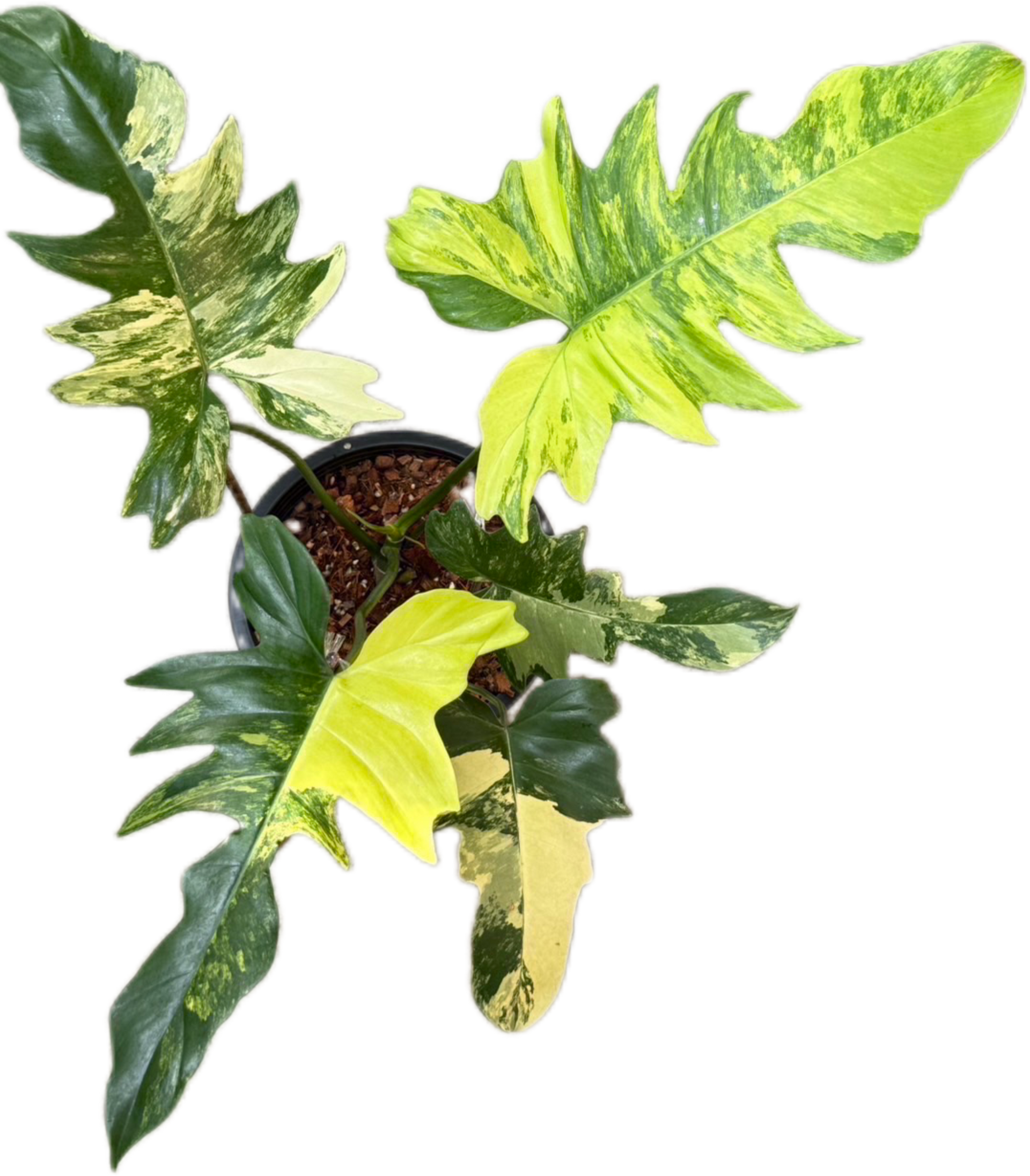 Buy Philodendron Florida Beauty x Mayoi H… | Thailand Export