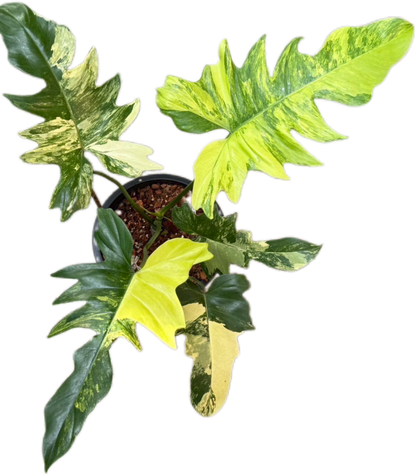 Philodendron Florida Beauty x Mayoi Variegated