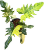 Philodendron Florida Beauty x Mayoi Variegated