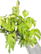 Epipremnum Pinnatum Mint Variegated Set of 5 Plants