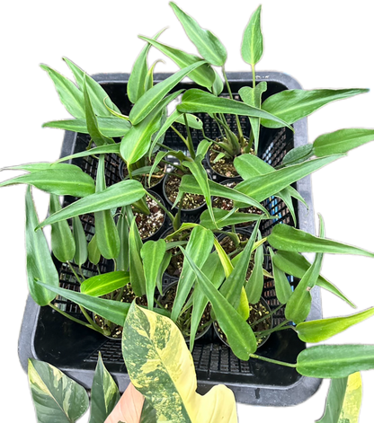 Monstera Burle Marx Flame (Wholesale Set of 10 Plants)