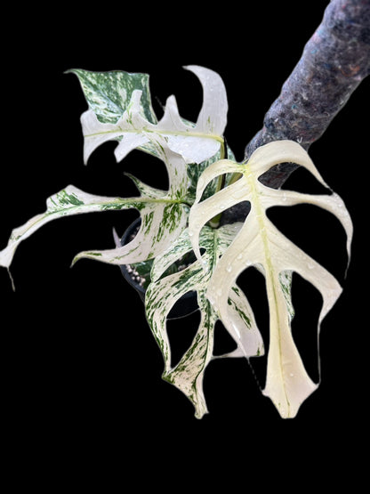 Epipremnum Pinnatum “White Dagger / White Monster”