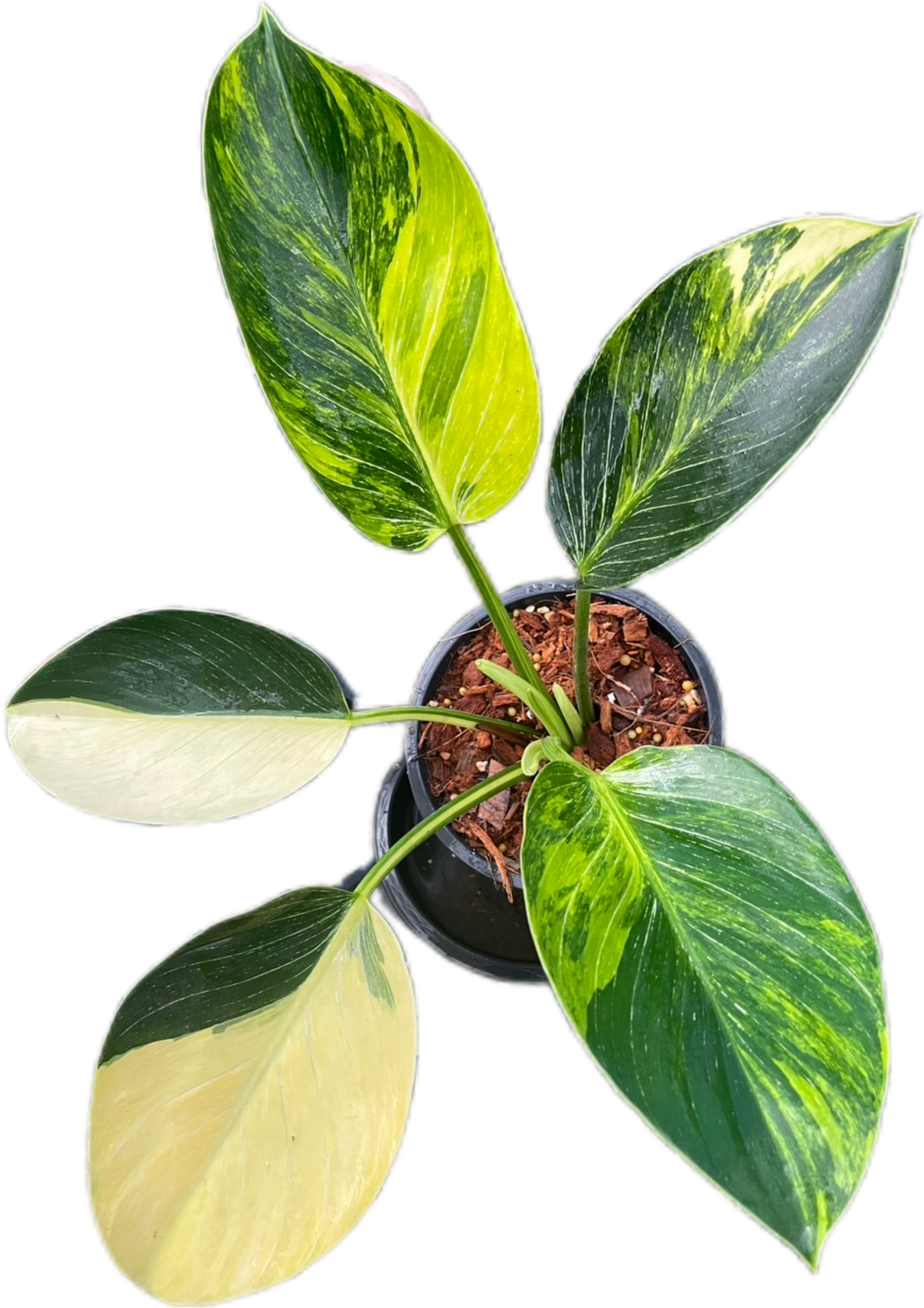 Philodendron Birkin Aurea Variegata