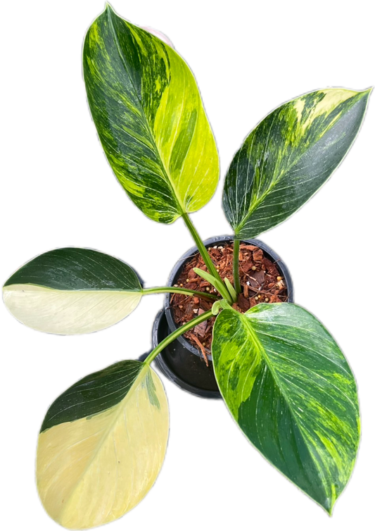 Philodendron Birkin Aurea Variegata