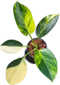 Philodendron Birkin Aurea Variegata