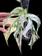 Epipremnum Pinnatum “White Dagger / White Monster”