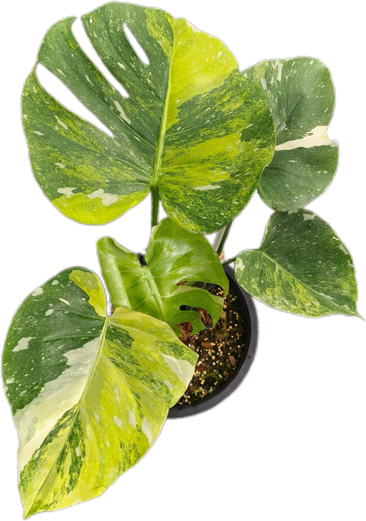 Monstera Deliciosa Tricolor (Miracle)
