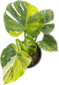 Monstera Deliciosa Tricolor (Miracle)