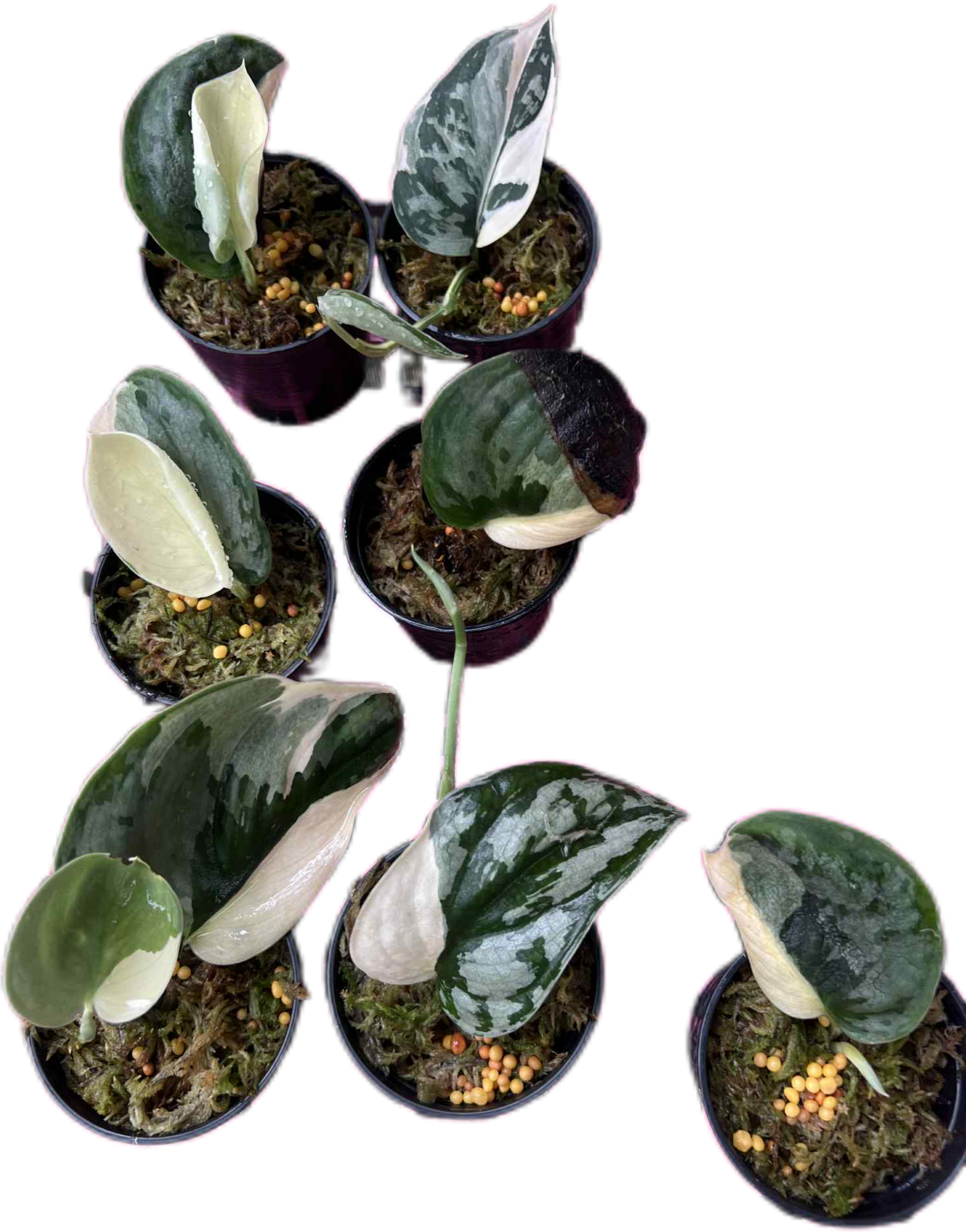 Scindapsus Silver Knight Jung Jung Buih Variegated