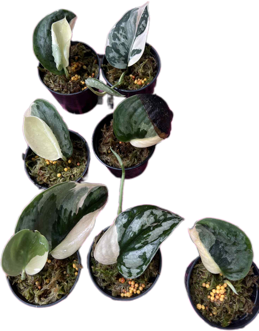 Scindapsus Silver Knight Jung Jung Buih Variegated