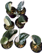 Scindapsus Silver Knight Jung Jung Buih Variegated