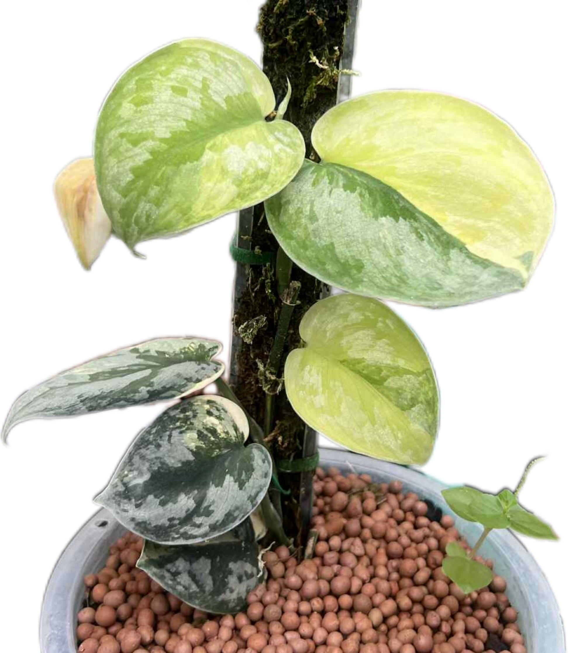 Scindapsus Bakudapati Variegated – Rare Collector’s Plant