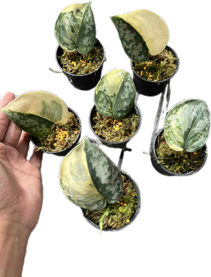 Scindapsus Bakudapati Variegated – Rare Collector’s Plant