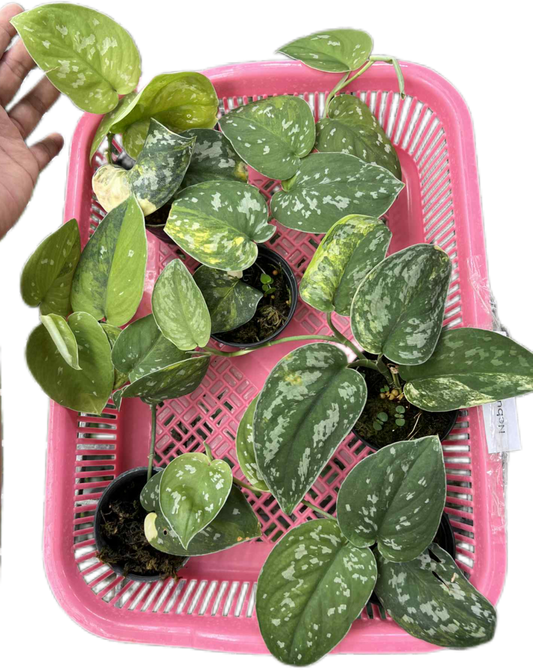 Scindapsus Sentarum Variegated